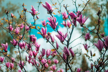 beautiful bloom of pink magnolias in the park in the spring.
Shooting is done with a shallow depth of field.