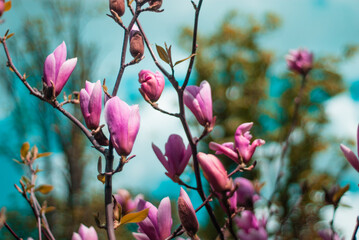 beautiful bloom of pink magnolias in the park in the spring.
Shooting is done with a shallow depth of field.