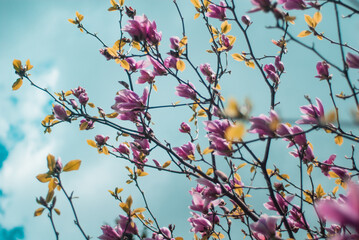 beautiful bloom of pink magnolias in the park in the spring.
Shooting is done with a shallow depth of field.