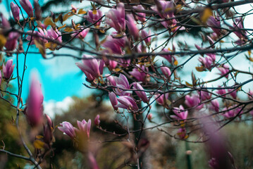beautiful bloom of pink magnolias in the park in the spring.
Shooting is done with a shallow depth of field.