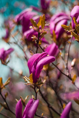 beautiful bloom of lilac magnolias in the park in the spring.
Shooting is done with a shallow depth of field.