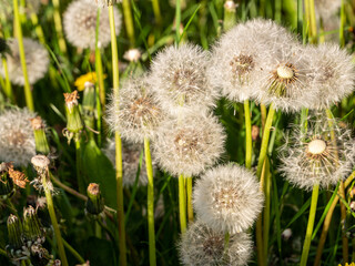 verbl&uuml;hter L&ouml;wenzahn im Fr&uuml;hling auf einer Wiese