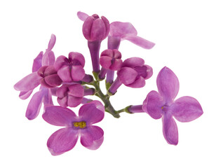 Fototapeta na wymiar Lilac flowers isolated on white background.