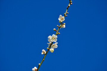White plum blossoms in full bloom, attracting bees for nectar, blue sky.The unique winter forest in Dongshi Forest adds to the mountain scenery. Taichung, Taiwan. 21 Jan. 2021.