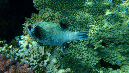 Masked puffer (Arothron diadematus) undersea, Red Sea, Egypt, Sharm El Sheikh, Nabq Bay  © Alexey