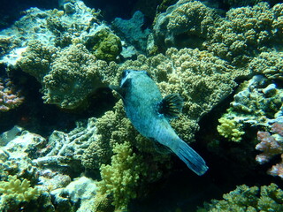 Masked puffer (Arothron diadematus) undersea, Red Sea, Egypt, Sharm El Sheikh, Nabq Bay
