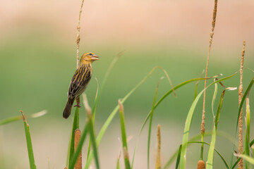 Golden sparrow lives in subtropical and subtropical areas in floodplains, grasslands, swamps and agricultural areas.