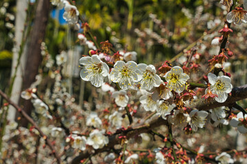 White plum blossoms in full bloom, attracting bees for nectar, blue sky.The unique winter forest in...
