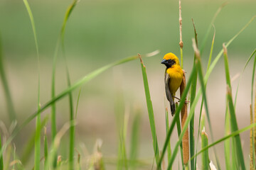 male, colorful, wings, tropics, outdoors, swamp, blades of grass, open air, asia, resting, green, poultry, female, nesting, insect, golden, grass, feathers, leaves, claws, beautiful, birdwatching, bir