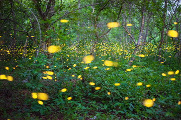 Firefly, lightning bugs flying at night in the forest in Thailand, Lights in the night