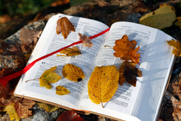 Open bible  on dry fallen autumn leaves. Faith and spirituality.
