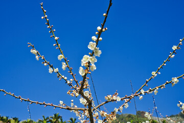 White plum blossoms in full bloom, attracting bees for nectar, blue sky.The unique winter forest in Dongshi Forest adds to the mountain scenery. Taichung, Taiwan. 21 Jan. 2021.