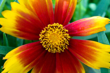 Obraz premium Goldenmane tickseed is a brilliantly colored wild flower native to the southern United States