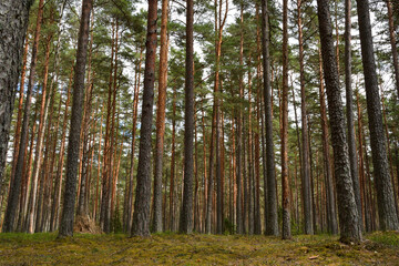 Obraz premium In a summer forest with masted pines, looking from the bottom up, light clouds through which soft sunshine breaks through.