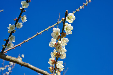 White plum blossoms in full bloom, attracting bees for nectar, blue sky.The unique winter forest in Dongshi Forest adds to the mountain scenery. Taichung, Taiwan. 21 Jan. 2021.