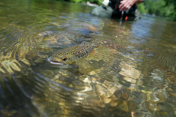 catch of a beautiful brown trout on the fly