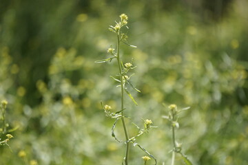 flowers of the forest
