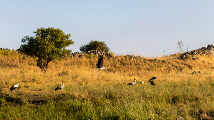 white stork flies with raven