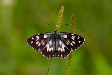 Marbled White Butterfly - Melanargia galathea,T he winged pose in green leaves is wonderful