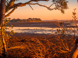 Wading Birds Feeding on Tidal Flat at Dawn