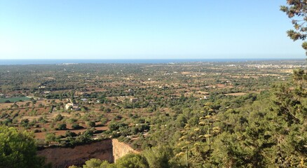 landscape with vineyard
