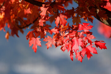Maple tree  with red-coloured autumn leaves.