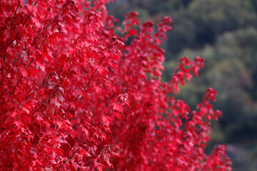 Maple tree  with red-coloured autumn leaves.