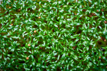 Closeup Of Young Cilantro Seeds Sprouts