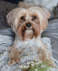 Naklejka na ściany i meble Portrait of a Yorkie breed dog. He lies on the couch.