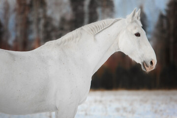 Obraz na płótnie Canvas White horse in the snow