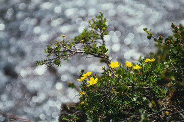 Sunny nature background with small yellow flowers of cinquefoil on shore near clear azure mountain lake in sunlight in bokeh. Yellow small flowers of dasiphora fruticosa above shiny blue mountain lake