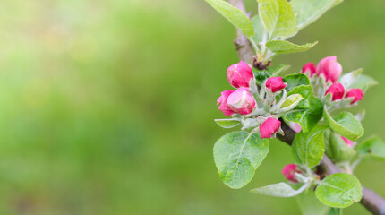 Beautiful blomming apple tree branch close up. Copy space. Spring background.