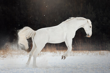 Naklejka na ściany i meble White horse in the snow