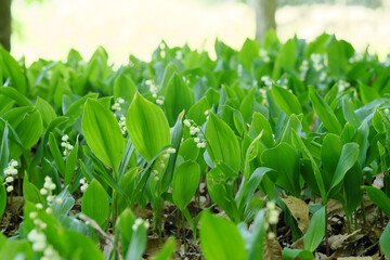 Obraz premium 小さな可愛い鈴蘭の群生