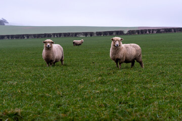 Trio of sheep in large field in rural setting