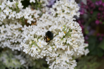 Beetle Golden bronzovka sits on flowers of white lilac, blurred background.