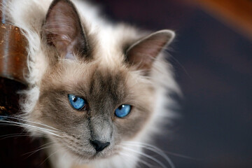 Ragdoll cat with blue eyes.  France.