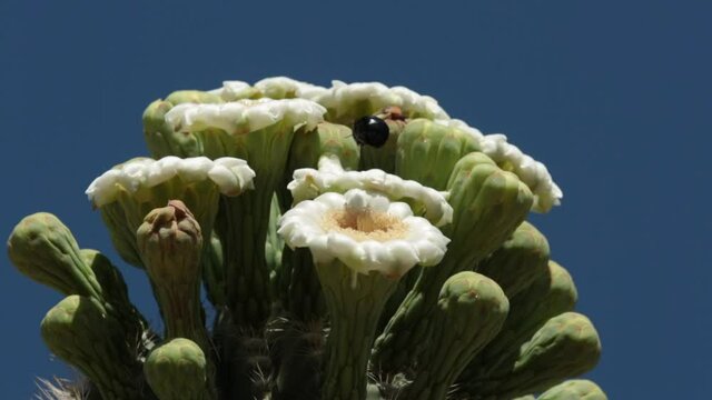 A carpenter bee digs into the blossoms of a saguaro cactus on a clear sunny day in the american desert southwest.