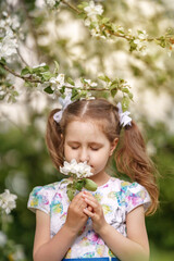 happy child five years sniffing flowers in blooming cherry orchard on sunny day. walk in spring in nature enjoys sun's rays. Cute baby collects fresh cherry tree flowers in spring and explores nature.