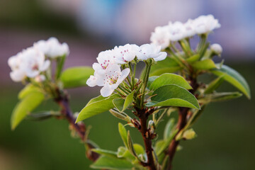 branch of blossoming pear close-up, background is blurred