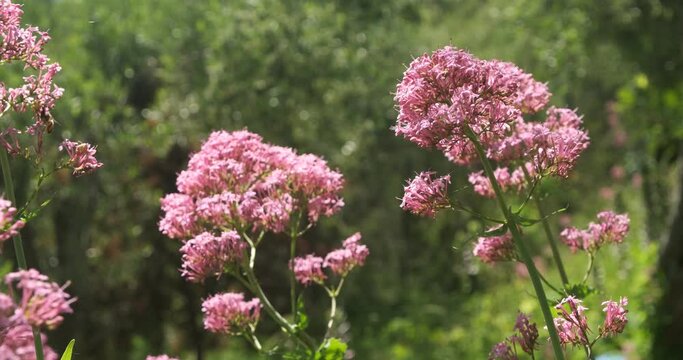 A bumblebee, a stubby bee, sucks nectar from a flower of a red valerian plant.Red Valerian or Centranthus ruber has the same active ingredients as Valeriana officinalis. Liguria, Italy.