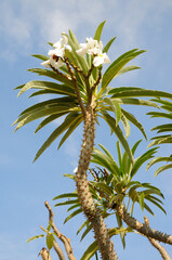 Madagascar Palm (Pachypodium lamerei)