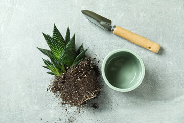 Plant, pot and garden shovel on gray textured table