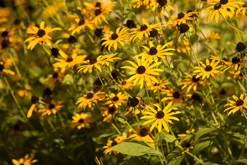 Yellow petals of a meadow chamomile.