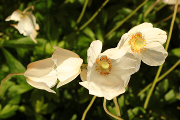 Anemone cultivar, white flowers in a garden