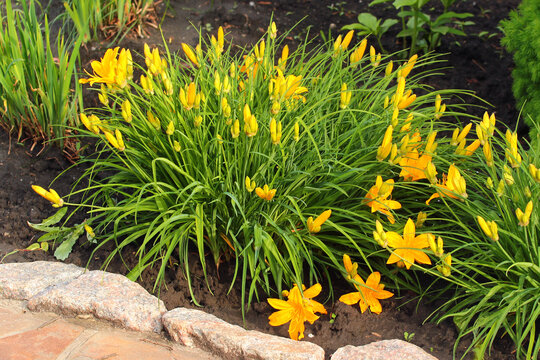 Yellow daylily flowers in a garden