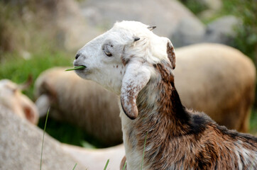 the white brown goat kids with sheep eating grass in the forest.