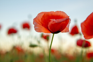 Selective focus shot of red poppy in a field