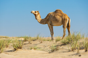 view to camel in sand desert under blue sky in summer day with copy space