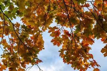 Branches with vibrant autumn colored maple leaves